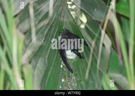 Asian palm swift (Cypsiurus balasiensis infumatus) pulcini nel nido, Xishuangbanna Riserva Naturale Nazionale, nella provincia dello Yunnan in Cina. Foto Stock