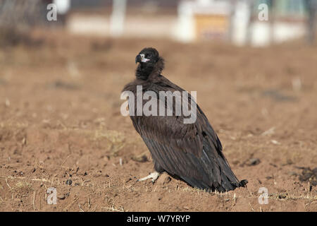 Cinereous vulture (Aegypius monachus) sul suolo, Napahai Lago, Zhongdian County, nella provincia dello Yunnan in Cina. Gennaio. Foto Stock