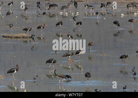 Cicogna Nera (Ciconia nigra) rovistando nel limo fangoso intorno al lago, con altre specie di uccelli tra cui Folaghe (fulica atra) Napahai Lago, Zhongdian County, nella provincia dello Yunnan in Cina. Gennaio. Foto Stock