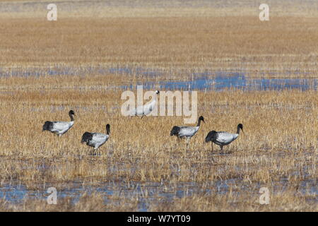 Gru comune (grus grus) e quattro colli nero gru (grus nigricollis) nella zona umida vicino al lago Napahai, Zhongdian County, nella provincia dello Yunnan in Cina. Gennaio. Foto Stock