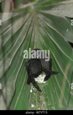 Asian palm swift (Cypsiurus balasiensis infumatus) pulcini nel nido su foglia di palma, Xishuangbanna Riserva Naturale Nazionale, nella provincia dello Yunnan in Cina. Marzo. Foto Stock