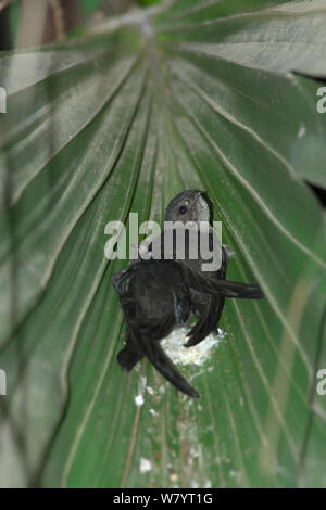 Asian palm swift (Cypsiurus balasiensis infumatus) pulcini nel nido in foglia di palma, Xishuangbanna Riserva Naturale Nazionale, nella provincia dello Yunnan in Cina. Marzo. Foto Stock