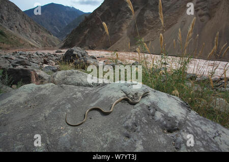 Bellezza biacco (Orthriophis taeniurus) sulla roccia nella valle del fiume montagna Kawakarpo, meri Snow Mountain National Park, nella provincia dello Yunnan in Cina. Maggio. Foto Stock