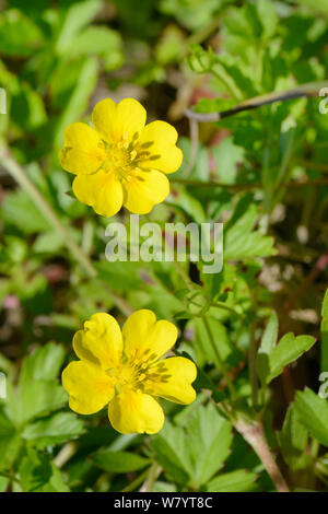 Creeping cinquefoil (Potentilla reptans) fioritura in un asciugata paludoso piscina nella prateria, Cornwall, Regno Unito, Giugno. Foto Stock