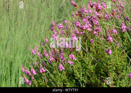 Il Dorset heath / ciliato heath (Erica ciliaris) fioritura ai margini di una palude, Stoborough heath, Dorset, Regno Unito, Luglio. Foto Stock