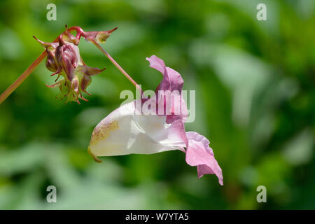 Himalayan (Balsamina Impatiens glandulifera) fiore vicino, Cornwall, Regno Unito, Giugno. Foto Stock
