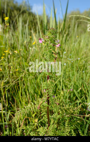 Marsh lousewort / Rosso battito (Pedicularis palustris) fioritura in una palude a fianco di minor spearwort (Ranunculus flammula), Corfe comune, Dorset, Regno Unito, Luglio. Foto Stock