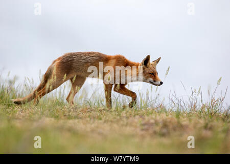 Unione Red Fox (Vulpes vulpes crucigera) camminando con testa curvò verso il basso. I Paesi Bassi. Giugno Foto Stock