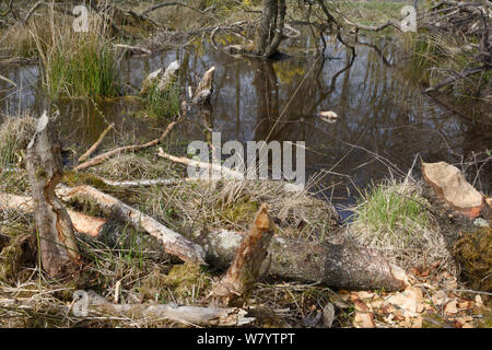 Piccoli alberi abbattuti dai castori eurasiatica (Castor fiber) e filiali privato della corteccia in corrispondenza di una stazione di alimentazione in corrispondenza del margine di beaver pond, nel contenitore di bosco, Devon Beaver Progetto, Devon Wildlife Trust, Devon, Regno Unito, aprile 2015. Foto Stock