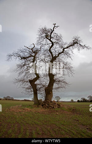 Farnia (Quercus robur) alberi in campo invernale, Herefordshire, UK, Gennaio. Foto Stock