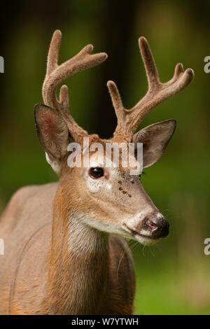 White-tailed deer (Odocoileus virginianus) buck con corna in velluto, New York, USA, Agosto. Foto Stock