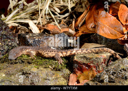 Monitor Earless lizard (Lanthanotus borneensis) specie velenosa, prigionieri del Borneo. Foto Stock