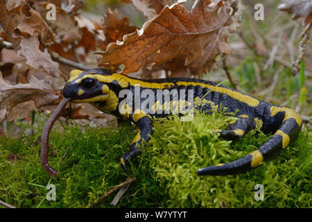 Salamandra pezzata (Salamandra salamandra) mangiare un lombrico, Poitou, Francia. Marzo. Foto Stock