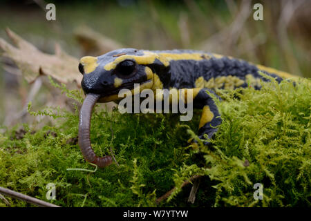 Salamandra pezzata (Salamandra salamandra) mangiare un lombrico, Poitou, Francia. Marzo. Foto Stock