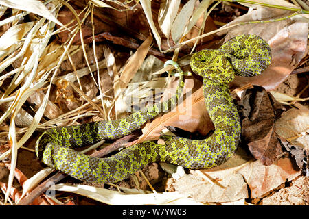 Mangshan pitviper (Trimeresurus mangshanensis) captive, avviene in Hunan e province Guandong, Cina. Specie in via di estinzione. Foto Stock