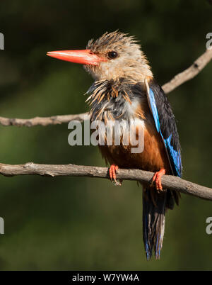 A testa grigia kingfisher (Halcyon leucocephala leucocephala) bagnato dal diving appollaiato sul ramo. Lake Manyara National Park, Tanzania. Foto Stock