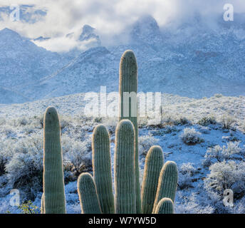 Vista da est stato Catalina Park, con coperta di neve cactus Saguaro (Carnegiea gigantea) con Cholla (Cylindropuntia) con Santa Catalina Mountains in background. Arizona, Stati Uniti, gennaio 2015. Foto Stock