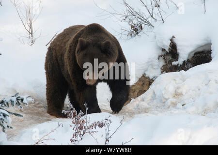 Unione l'orso bruno (Ursus arctos arctos) appena emerse dalla sua tana. Captive al Parco Nazionale della Foresta Bavarese, Baviera, Germania. Febbraio. Foto Stock