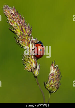 Sette spot ladybird (Coccinella 7-punctata) in appoggio sull'erba seme head. A sud-ovest di Londra, Regno Unito, Giugno. Foto Stock