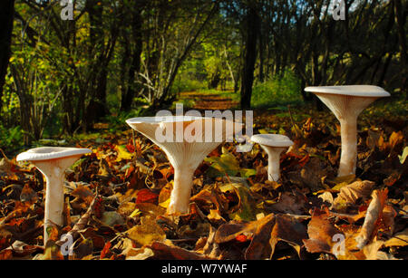 Imbuto Trooping funghi (Clitocybe geotropa) Banstead boschi SSSI. North Downs, Surrey, Regno Unito, novembre. Foto Stock