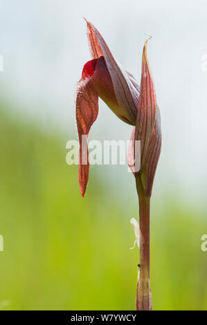 A labbro lungo Serapias (Serapias vomeracea) fiore, Isola di Krk, Croazia, Giugno. Foto Stock