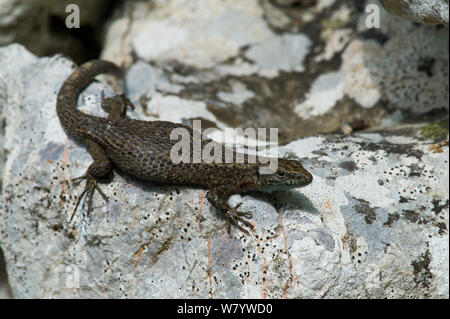 Algyroides dalmata (Algyroides nigropunctatus) femmine gravide su roccia, Isola di Krk, Croazia, Giugno. Foto Stock