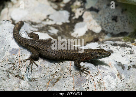 Algyroides dalmata (Algyroides nigropunctatus) femmine gravide su roccia, Isola di Krk, Croazia, Giugno. Foto Stock