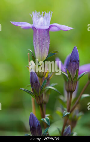 Chiltern genziana (Gentianella germanica), Kelheim, Baviera, Germania, Settembre. Foto Stock