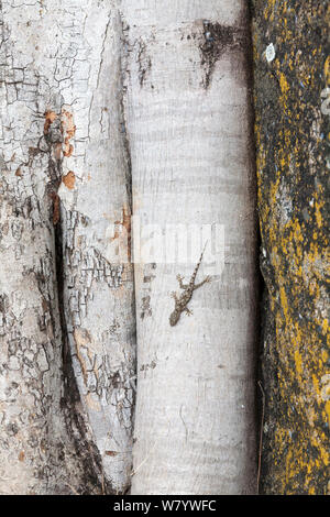 Foglia di Flathead-toed gecko (Hemidactylus platycephalus) sulle radici di fig. Senga Bay, Malawi. Foto Stock