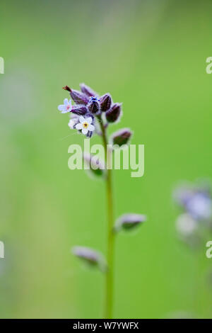 Modifica di dimenticare-me-non (Myosotis scolorire) fiore, Sussex, Regno Unito. Giugno. Foto Stock