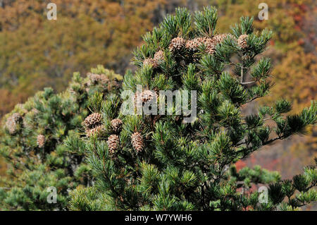 Il coreano pine (Pinus koraiensis) tree con i coni, regione di Amur, Russia. Foto Stock