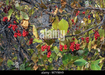 Cinque-gusto berry (Schisandra chinensis) regione di Amur, Russia. Foto Stock
