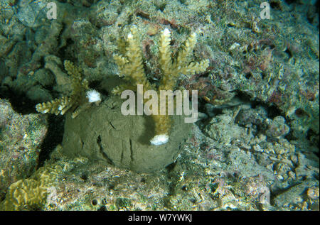 Coralli rotti incollati con cemento per consentire loro di rigenerarsi. Vabbinfaru island, North Male Atoll, Maldive, Oceano Indiano. Settembre 2005. Foto Stock