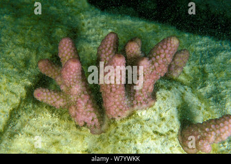 Coralli rotti incollati con cemento per consentire loro di rigenerarsi. Vabbinfaru island, North Male Atoll, Maldive, Oceano Indiano. Settembre 2005. Foto Stock