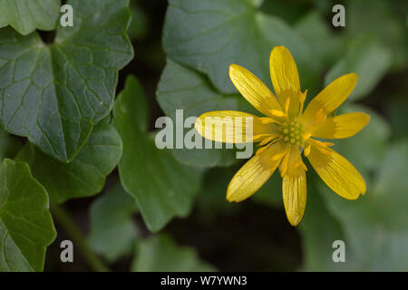 Lesser celandine (Ranunculus ficaria) fioritura, Piccardia, in Francia, in aprile. Foto Stock