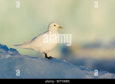 Gabbiano avorio (Pagophila eburnea) profilo, Svalbard, Norvegia, Agosto. Foto Stock