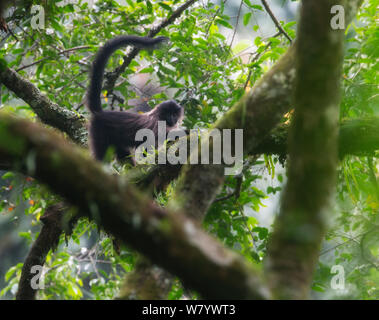 Grigio-cheeked mangabey (Lophocebus albigena) in Nyungwe NP, Ruanda Foto Stock