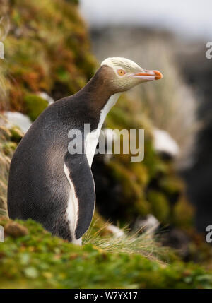 Giallo-eyed Penguin (Megadyptes antipodes) Auckland, isole sub-antartiche della Nuova Zelanda, febbraio. Foto Stock