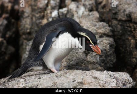 Insidie penguin (Eudyptes robustus) curvò su, Snares Island, sub-antartiche della Nuova Zelanda. Foto Stock