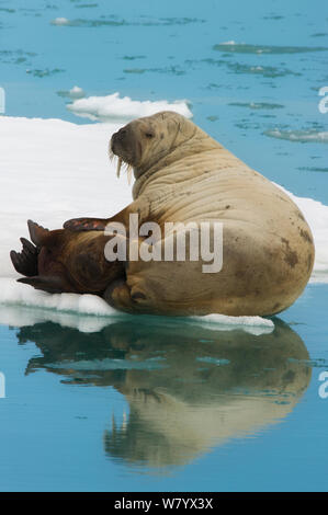 Tricheco (Odobenus rosmarus) la madre e il bambino su ghiaccio floe, Svalbard, Norvegia, Luglio. Foto Stock