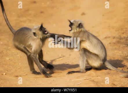 Grigio (langurs Semnopithecus dussumieri) combattimenti, Madhya Pradesh, India Foto Stock