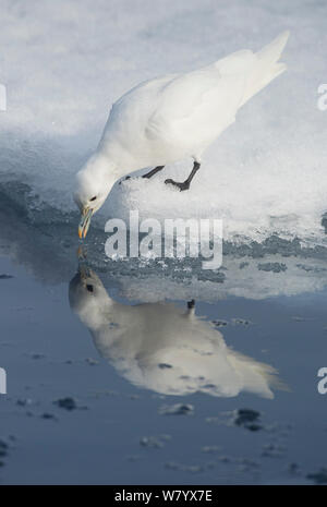 Gabbiano avorio (Pagophila eburnea) bere con la riflessione in acqua, Svalbard, Norvegia, Luglio. Foto Stock