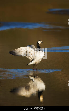 Barnacle Goose (Branta leucopsis) sbattimento ali, Svalbard, Norvegia, Luglio. Foto Stock