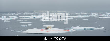 Orso polare (Ursus maritimus) con collare radio, alimentazione sulla guarnizione su iceberg, Svalbard, Norvegia, Luglio. Foto Stock