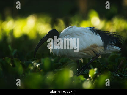 Africa ibis sacri (Threskiornis aethiopicus) appollaiato sul ramo, Lake Naivasha, Kenya. Foto Stock