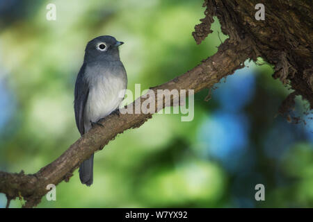 Bianco-eyed slaty flycatcher (Melaenornis fischeri fischeri) nel lago Naivasha, Kenya Foto Stock