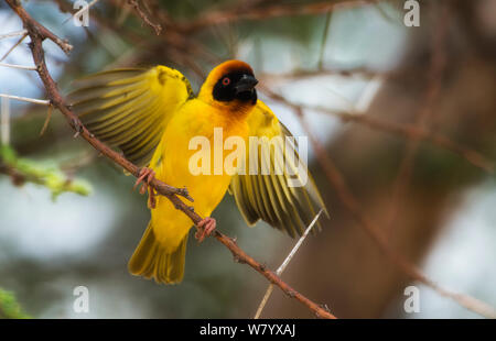 Vitelline Tessitore mascherato (Ploceus vitellinus) sbattimento ali, Samburu, Kenya. Foto Stock