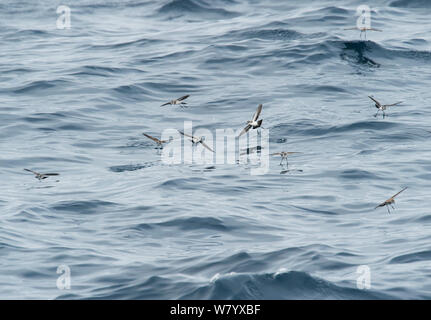 Di fronte bianco-storm procellarie (Pelagodroma marina maoriana) volando sul mare, e camminando sulle acque, Isole Chatham, Nuova Zelanda Foto Stock