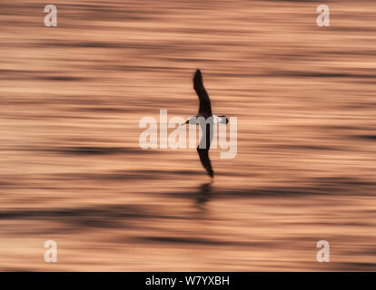 Buller&#39;s albatross (Thalassarche bulleri) battenti appena sopra l'acqua a sunrise, Pitt Isola, Isole Chatham, Nuova Zelanda Foto Stock