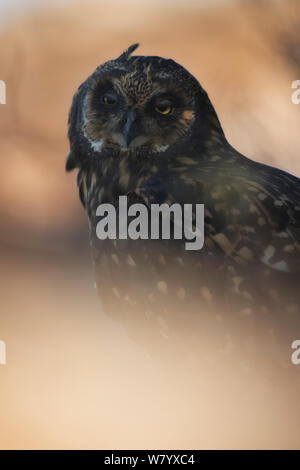 Corto-eared gufo comune (asio flammeus galapagoensis), Genovesa Island, Isole Galapagos. Endemica. Foto Stock